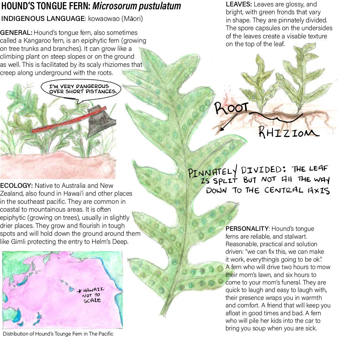A Field Guide To Ferns Some Ferns I Have Known With Facts By Claire C Mckinley Spiralbound Medium
