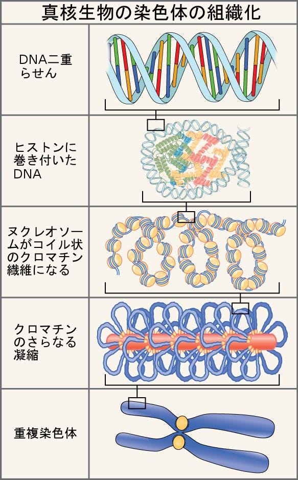 生物学 第2版 第10章 細胞増殖 Japanese Translation Of Biology 2e By Better Late Than Never Medium
