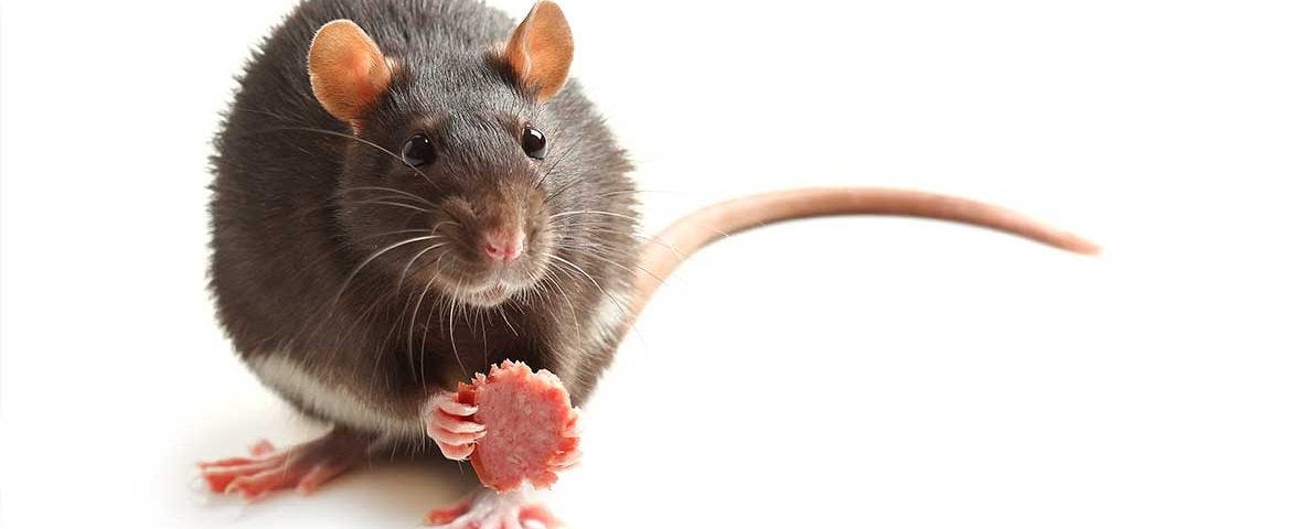 Amazing Things You Must Know About Rats By Bakhtiyar Khan Medium