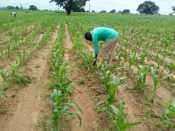 A maize farmer on his farmland checking the growth of his plants.