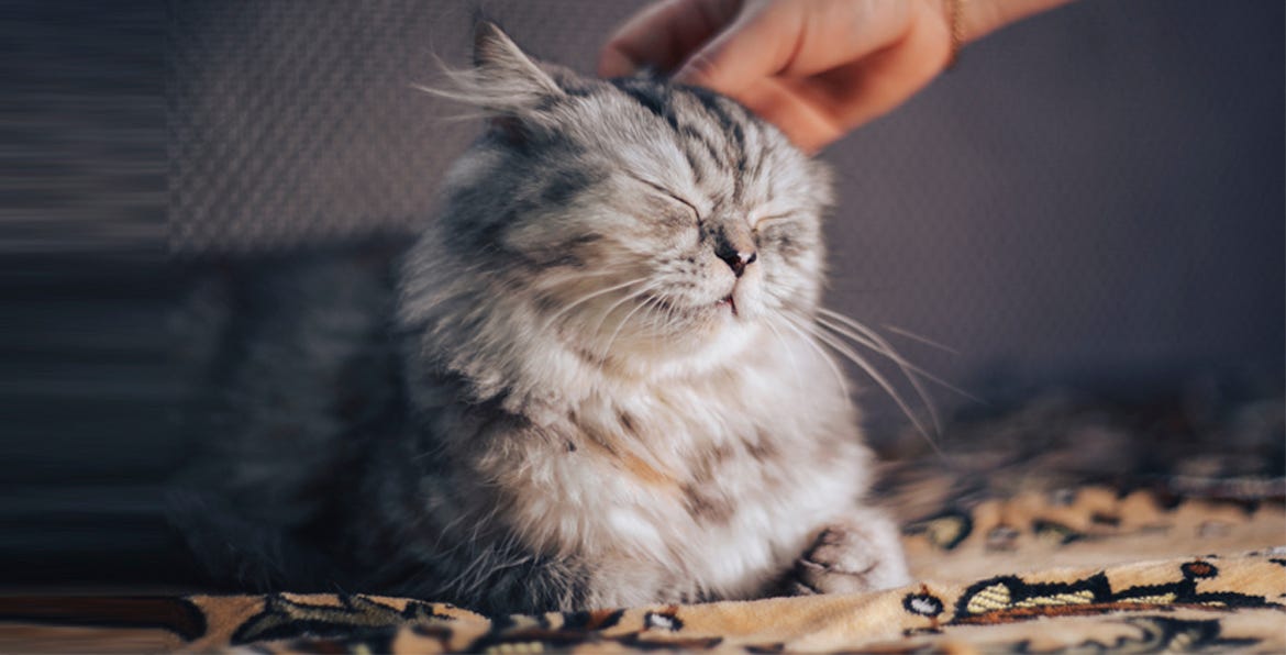 How to Know if your Cat is Happy. OBSERVE AND LEARN TO SPEAK CAT by fyi50plus Medium