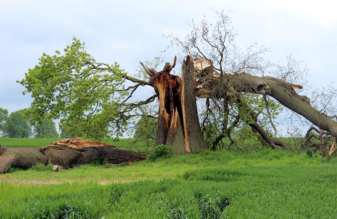 How to Spot a Dangerous Tree. When a tree is leaning, sick, or dying… | by  Five Star Tree Services | Medium