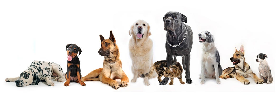 beneful original 15 kg