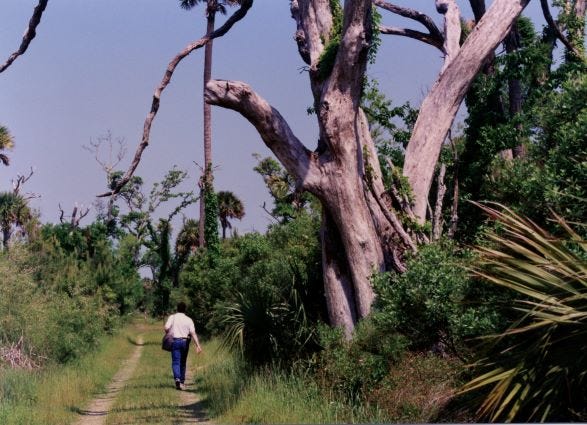 Person walking alone on a trail in a warm-climate forest.