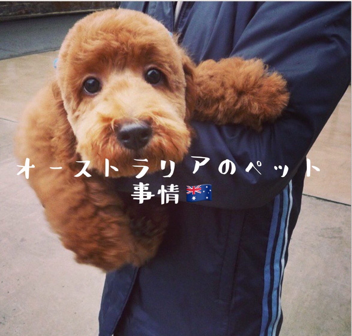 オーストラリアのペット事情 今週のmediumのお題は ペット 私は ペットというとまず犬が思い浮かびます それは 実家を出るまで幼い頃からずっと犬と一緒に暮らしてきました こういう感覚の方も多いと思いますが 家族の一員です オーストラリアに移住して 犬を