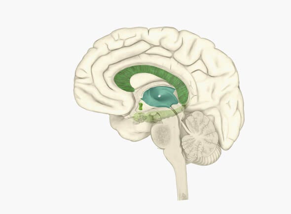 The Structure & Function of Brain Parts in Humans | by The Human Origin
