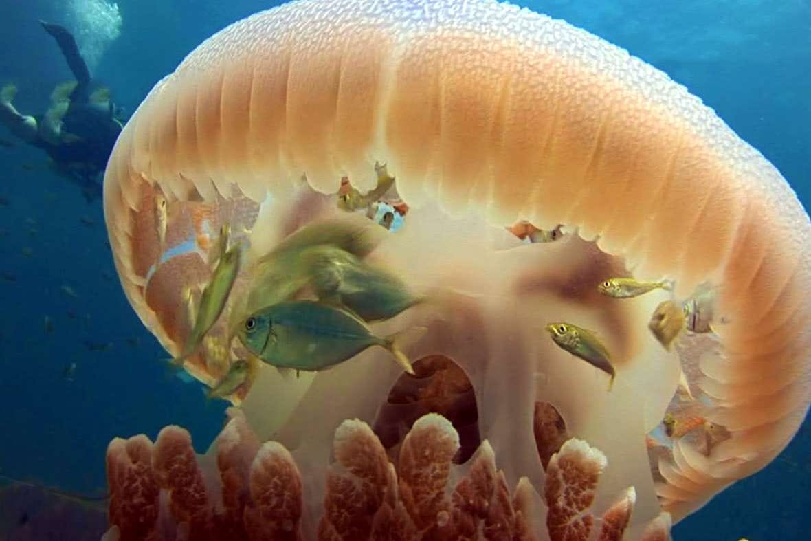 Acidifying Oceans Disrupting A Crucial Symbiotic Relationship By Claudia A The Life And 