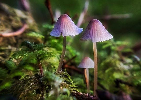 Shrooms and Cluster Headaches. Cluster headaches are short but… | by ...