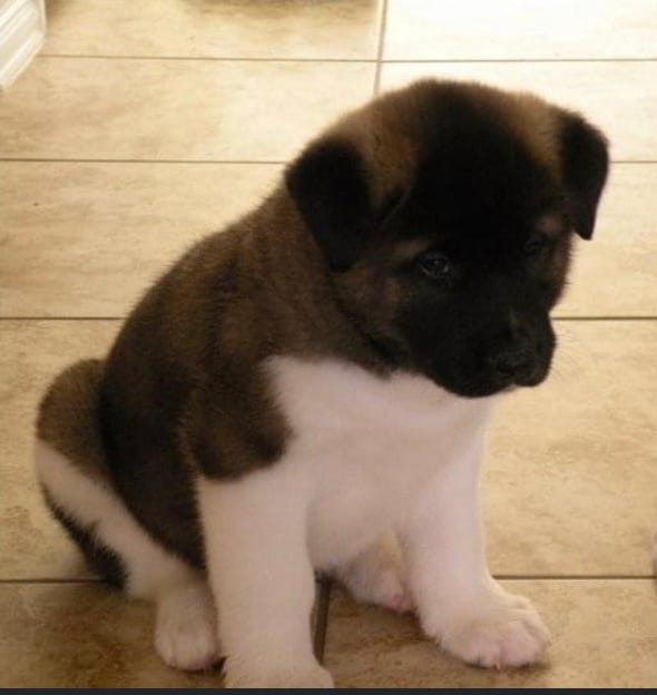 So you want to become an Akita puppy parent? Tips you need to know first!!  | by Aubrey Shangri-la | My Shangri-La | Medium