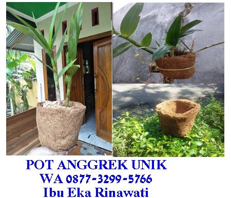 Pot Anggrek Unik Pot Anggrek Pot Bunga Anggrek Pot Anggrek Gantung Pot Anggrek Tempel Pot Anggrek Hias Pot Anggrek Bulan Pot Anggrek Vanda Pot Anggrek Hias Pot Anggrek Mini Pot Bunga Unikjual