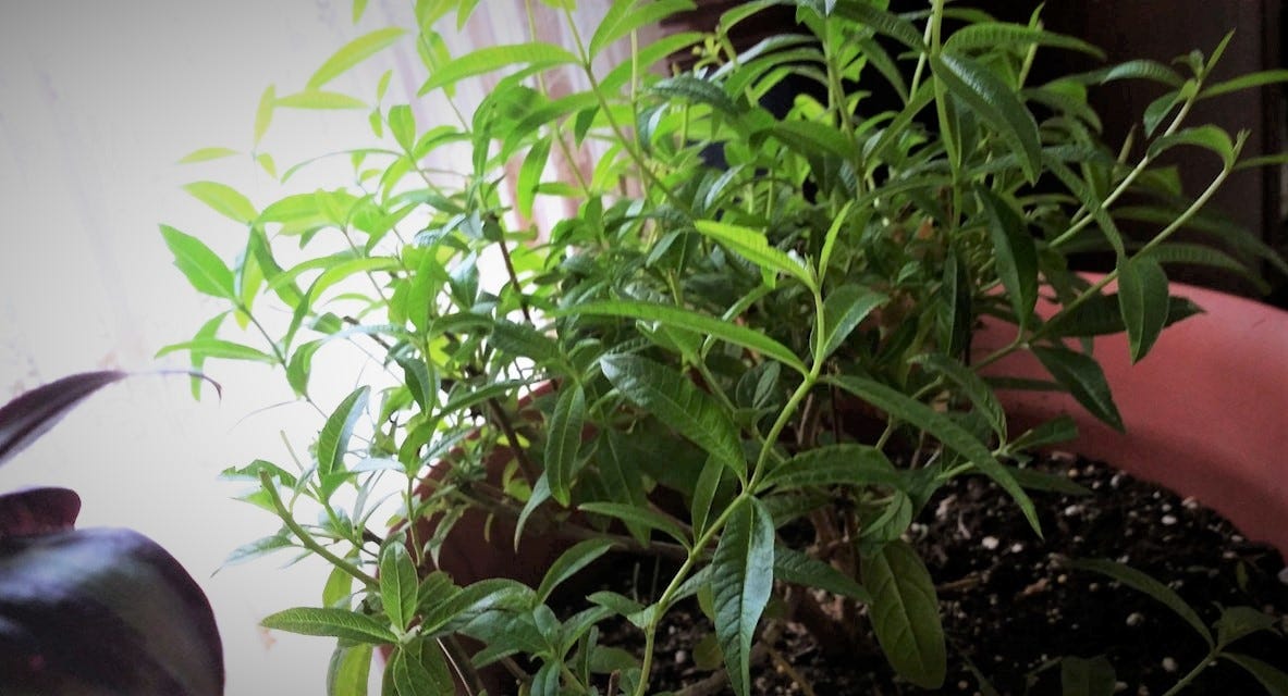 How I Love My Lemon Verbena. Lemon Verbena is easy to grow in… by