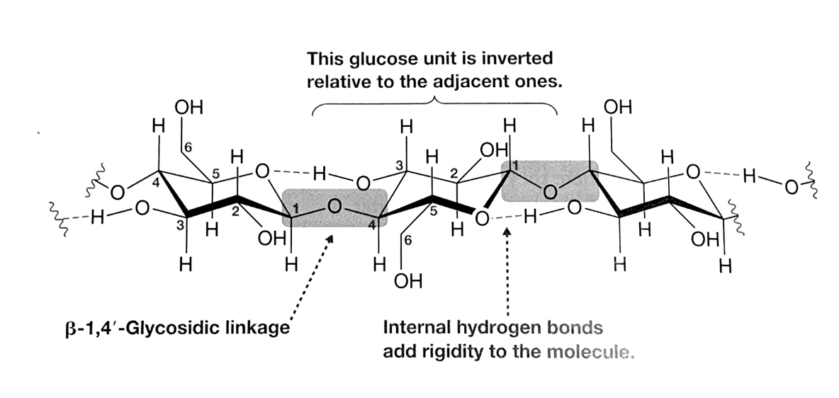 Why did I poop corn? Is it normal to poop corn? BeingWell