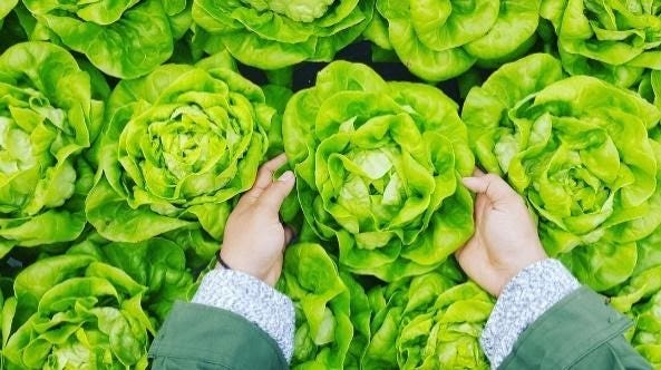 best keto diet snacks lettuce in the produce section — green and inviting