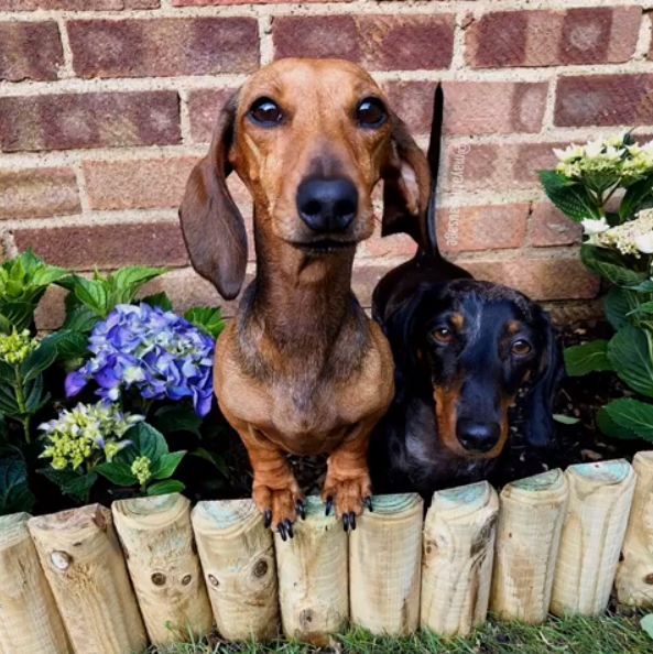 7 Low Maintenance Dog Breeds for Owners that are Too Busy or on a