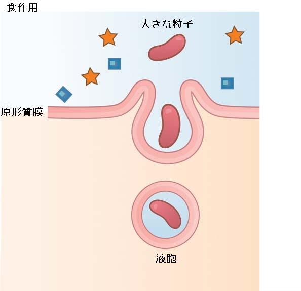 生物学 第2版 第5章 原形質膜の構造と機能 Japanese Translation Of Biology 2e By Better Late Than Never Medium 生物学 第2版 第5章 原形質膜の構造と機能 Japanese Translation Of Biology 2e By Better Late Than Never Medium