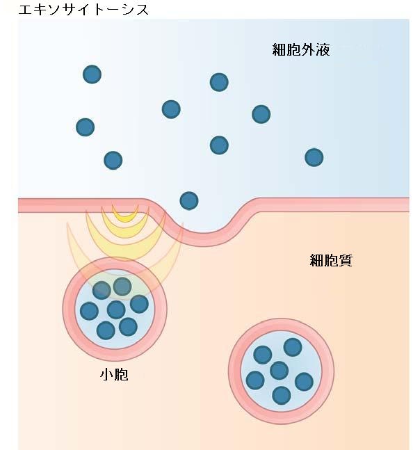 生物学 第2版 第5章 原形質膜の構造と機能 Japanese Translation Of Biology 2e By Better Late Than Never Medium