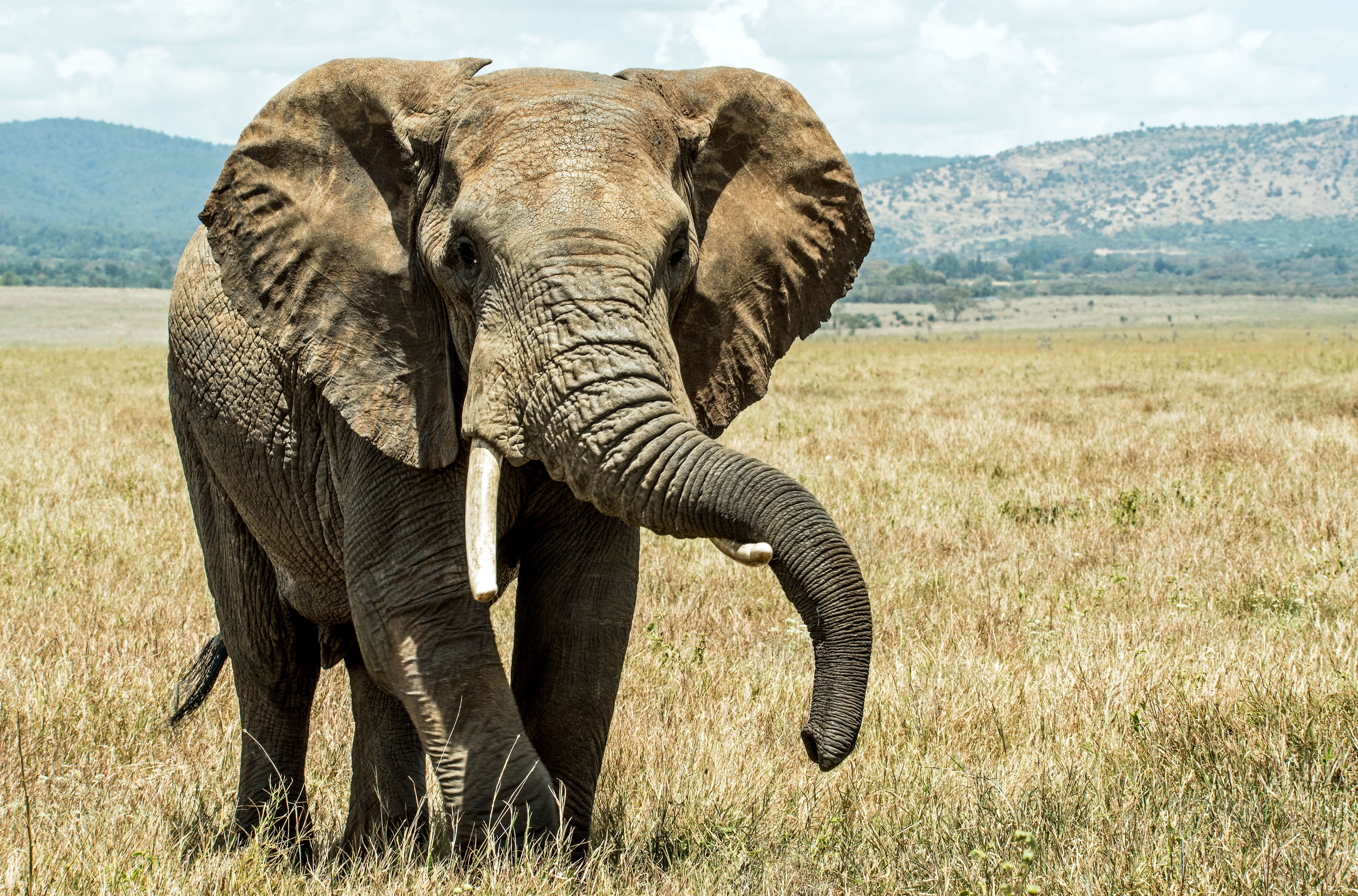 Image result for elephant,nari
