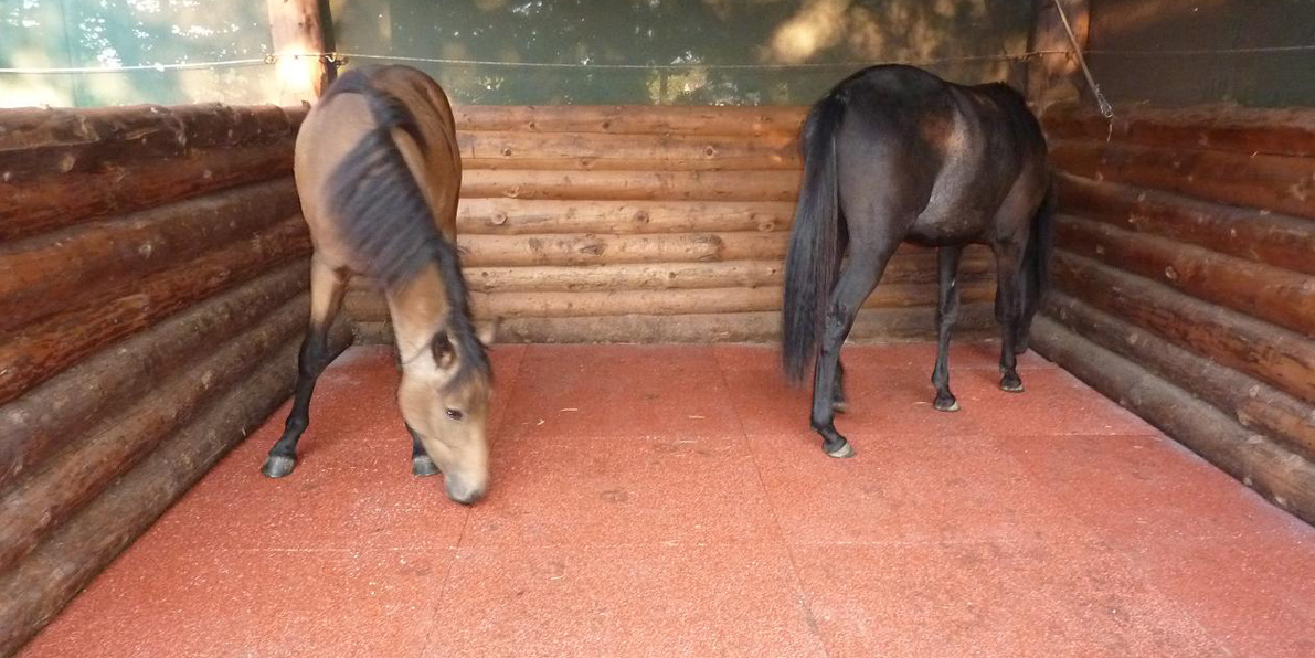 Excellent Benefits Of Rubber Matting For Stables That You Can Rely