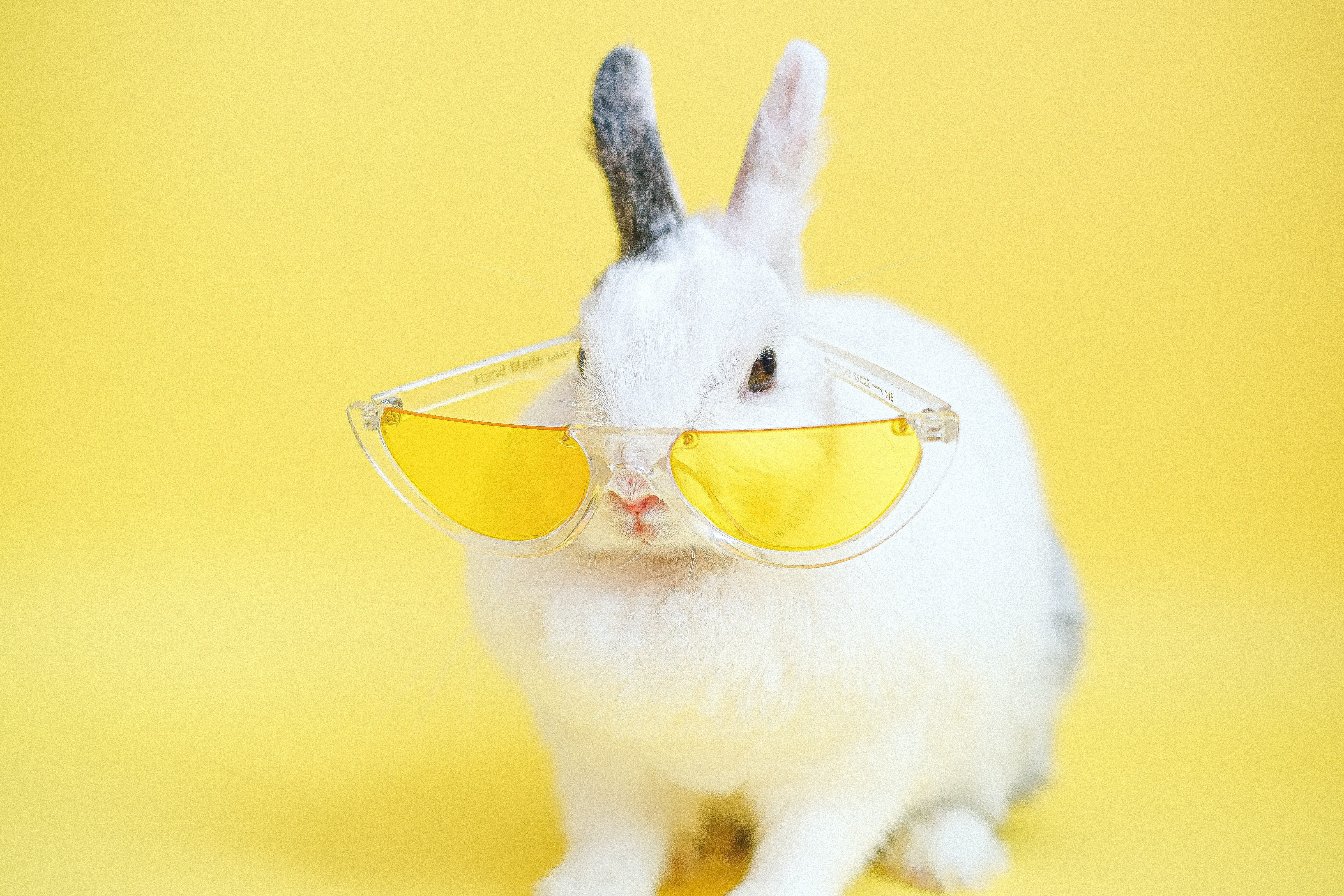 Silly Rabbit - The Lark - Medium