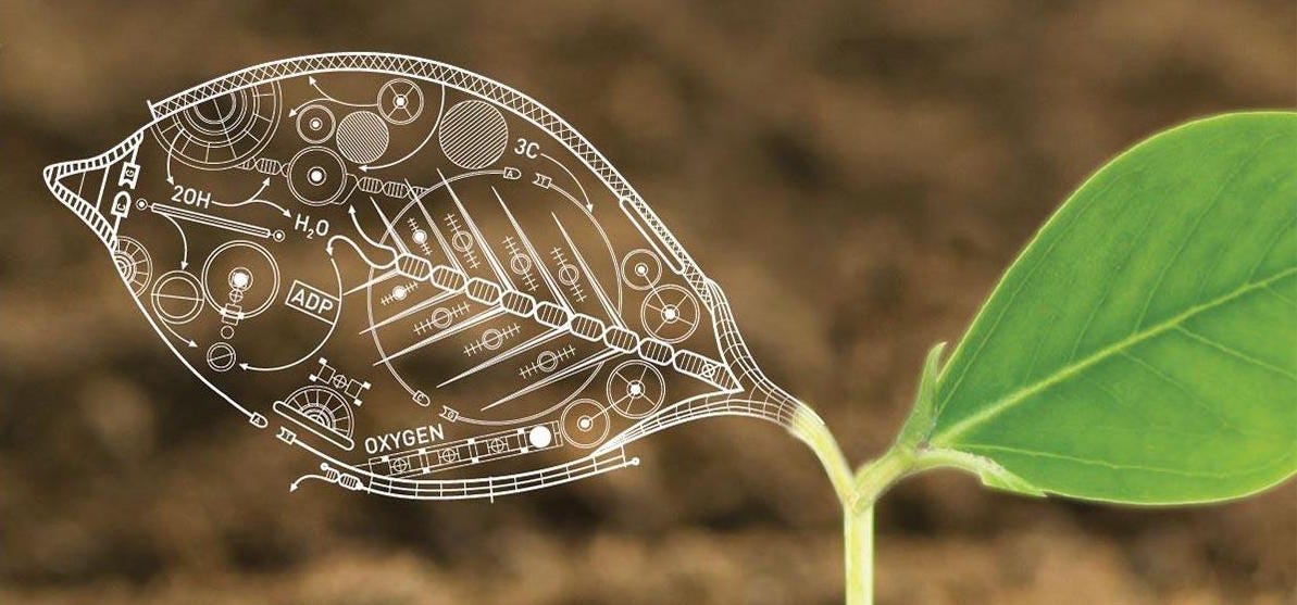 5 Inspiring Ways Synthetic Biology Will Revolutionize Food and Agriculture | by Christine Gould