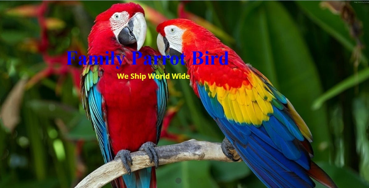 our generation parrot