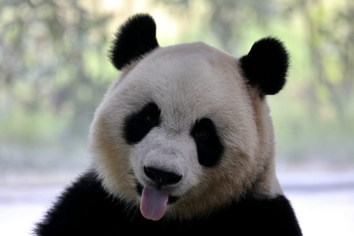 What can you do with the new 'Pandas'? | by Harshdeep Singh | Towards Data  Science