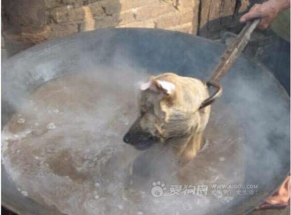 Yulin Festival: diez mil perros mueren cada año | by Barkibu | Barki News  Español
