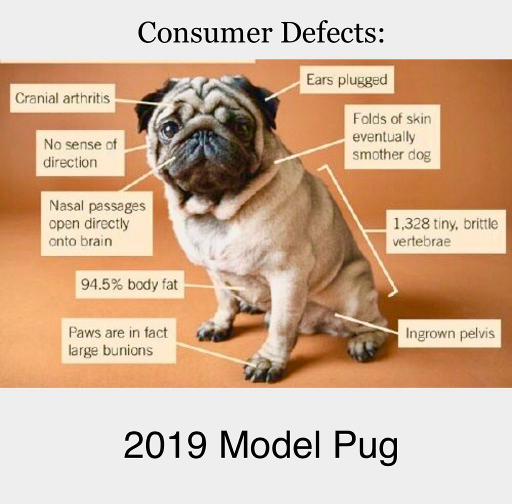 Are Pugs Dangerous Dogs