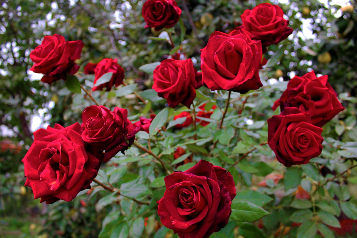 Character Of Rose Meaning Of Roses By Agnes Laurens Write Under 