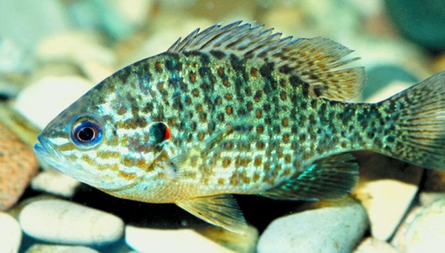 How To Raise The Alkalinity In A Freshwater Aquarium By Chuck J Douros Chuck Douros Medium