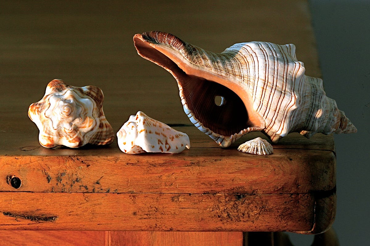Fish vs. Zsh vs. Bash and Why You Should Switch to Fish