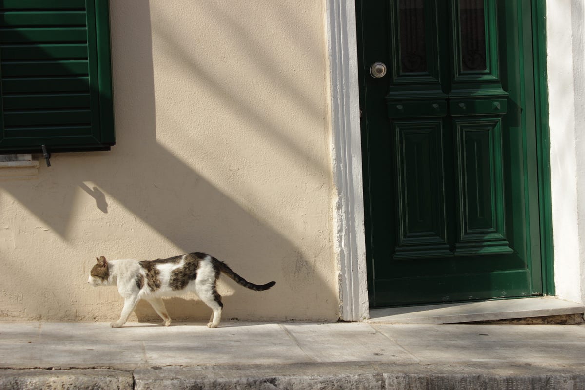 Simple Light and Colour Composition Tips  around a street cat