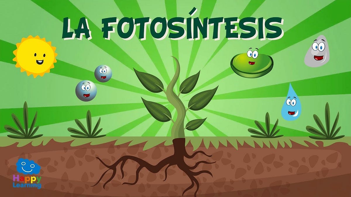 La respiración en las plantas. La fotosíntesis | by UEN Bolivariana Armando  Zuloaga Blanco 4to grado C | Medium