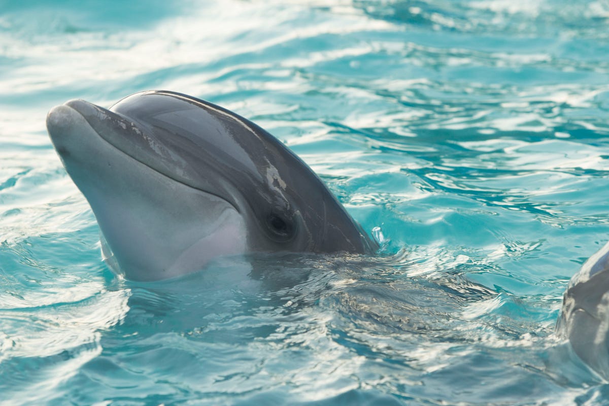 Dolphins Are More Intelligent Than Humans, Dolphin Study Finds | by