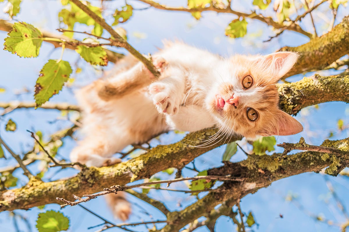 6 Things My Cat Taught Me. How to live a happy life | by L.A. Strucke ...