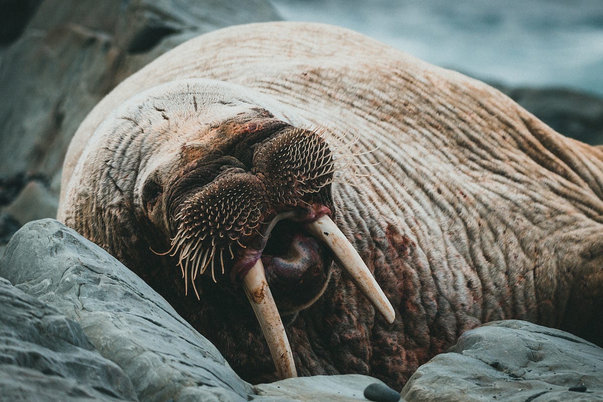 The Story of Guido Van Rossum and his Walrus Operator(Quick Reads) | by