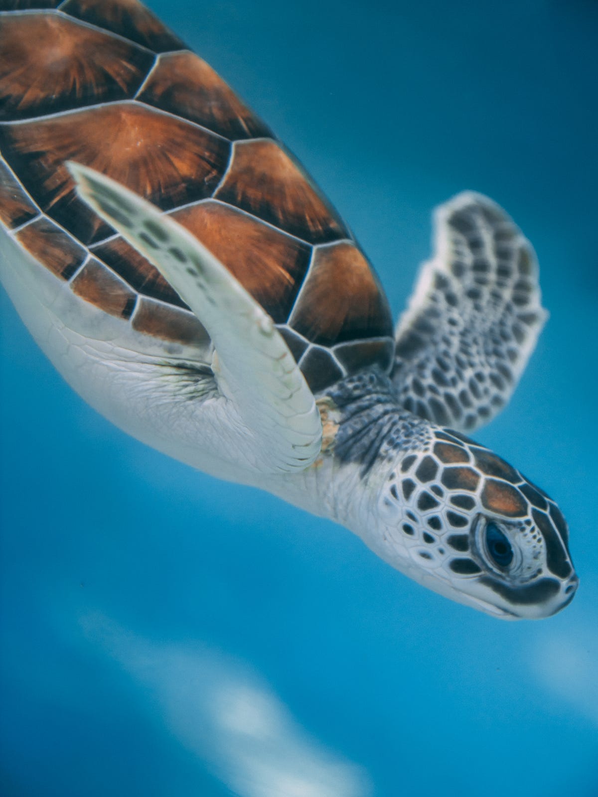 Run PGAdmin in a Docker Container by Joel Malone Dec, 2022 Medium