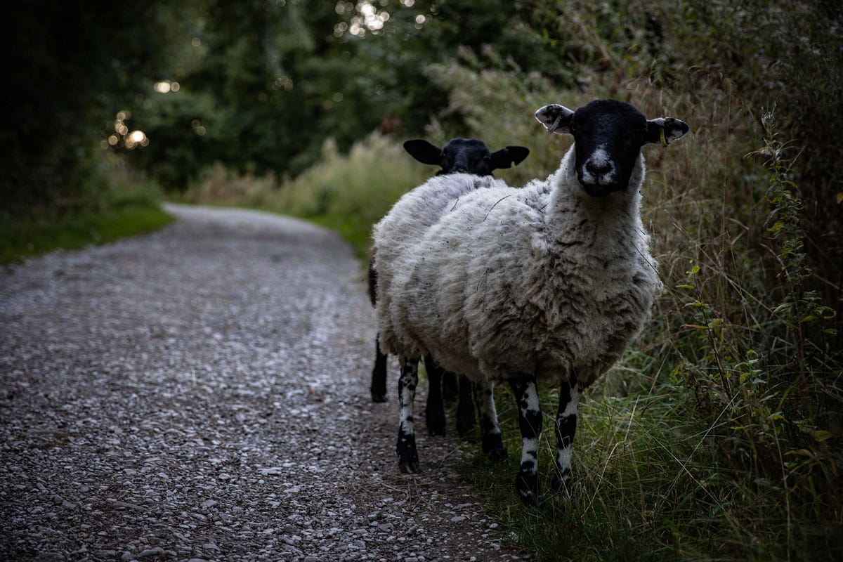 Ode to the American Sheeple. A poem | by K. A. Bennett | Poetic