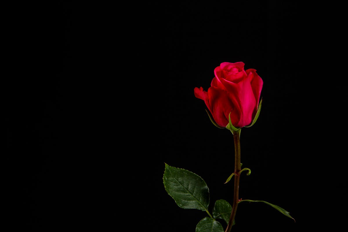 Uncover The Mystery The True Significance Of A Rose In A Fisted Glove - s73ruw5