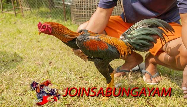 ayam Ayam Jago Wiring Kuning Tembus