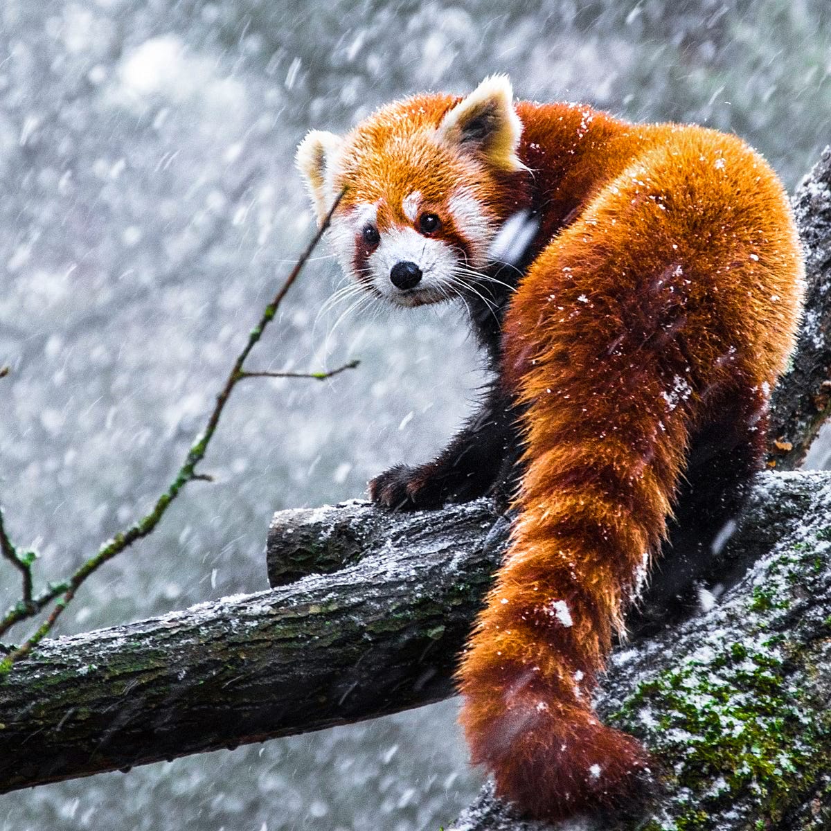 A Comprehensive Guide to Pandas' Advanced Features in 20 Minutes | by  Fabian Bosler | Towards Data Science