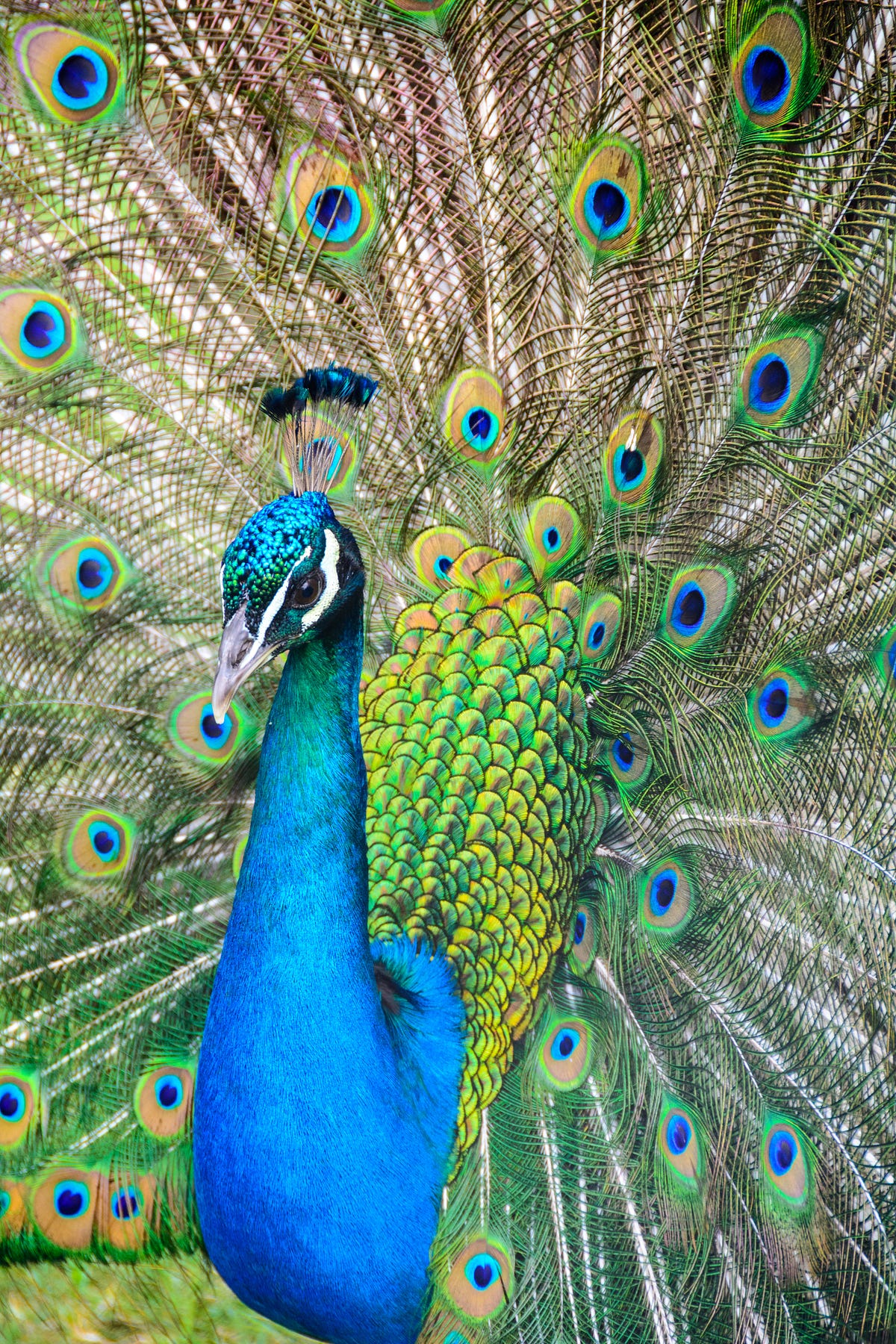Saint Peter’s Peacocks are Giant Slayers by B.E. Ridenour Mercury Press Mar, 2022 Medium
