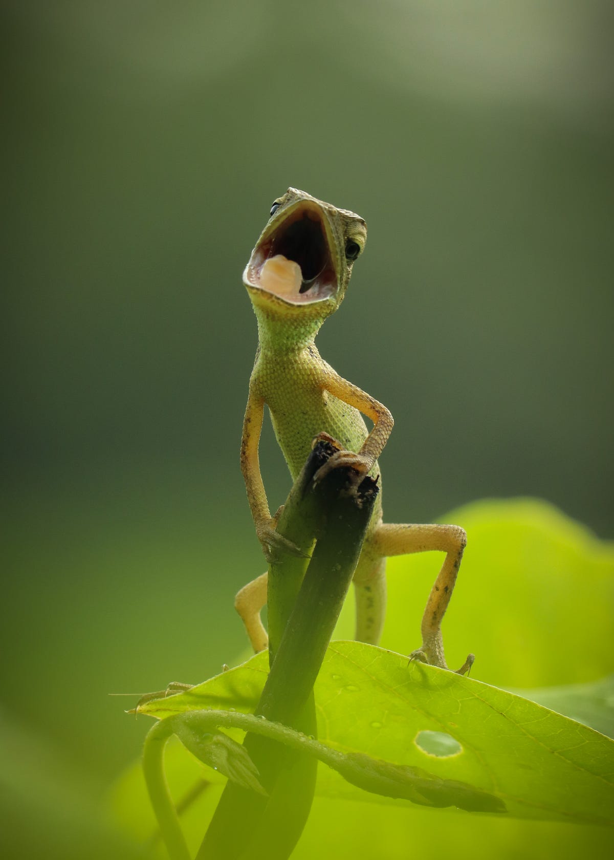 Geico Gecko Found Dead on An Arizona Highway | by Carole Olsen | The Haven  | Medium