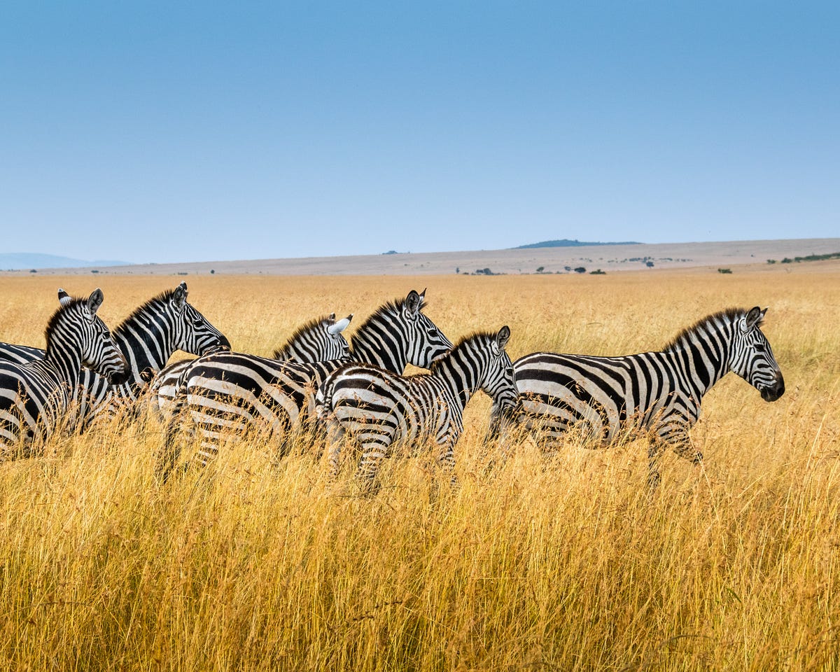 Why Zebras Don’t Get Ulcers: A Review of Sapolsky’s Classic Work on Stress and Health