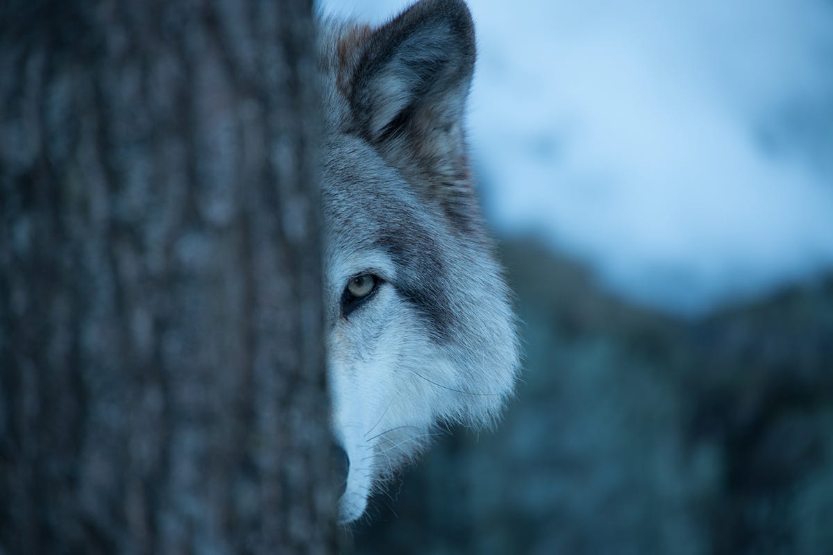 El niño que infló el concepto de “lobo” | by Proyecto Karnayna | Medium