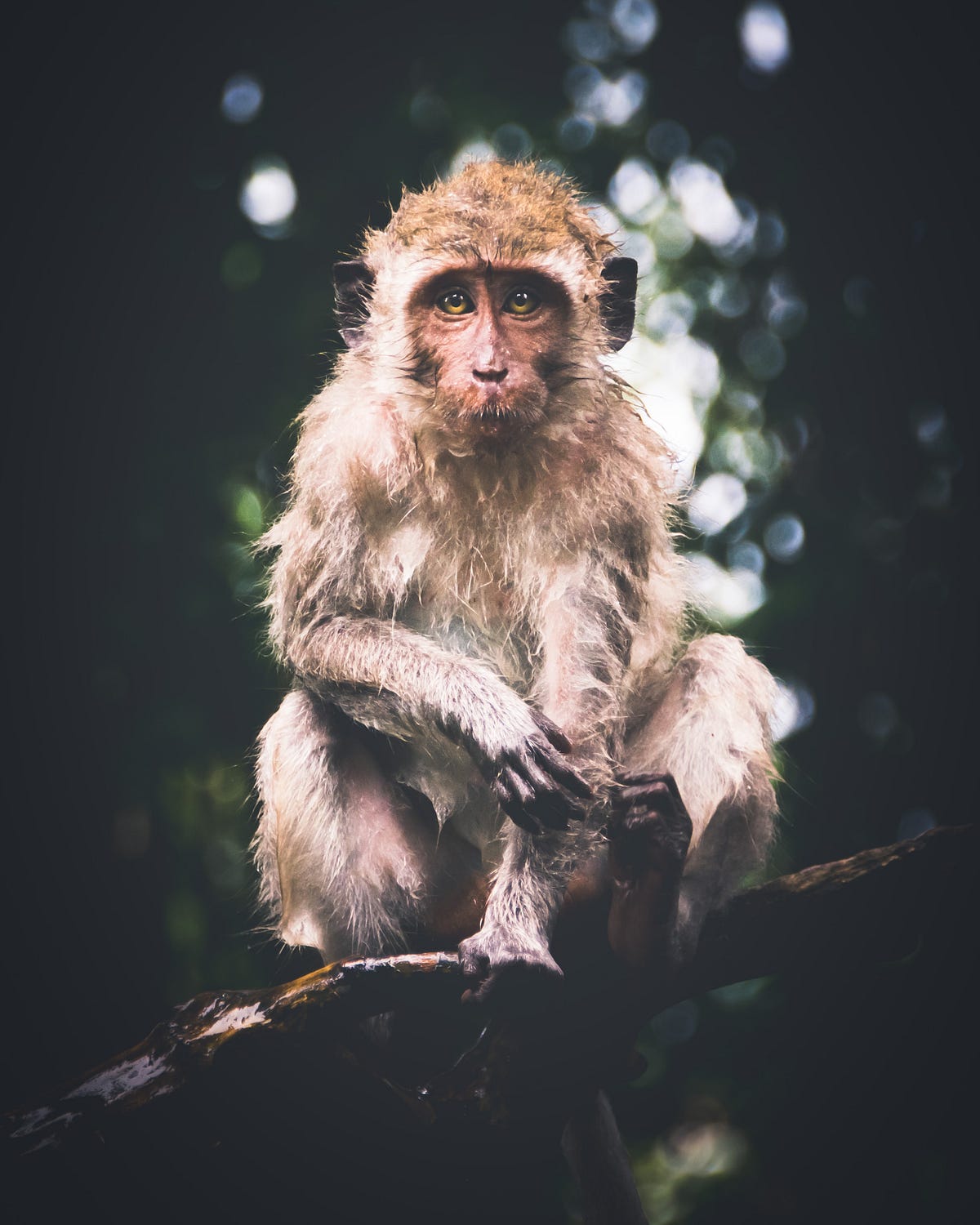Monkey in Mind- Chapter 8. Monkey Mind Messengers delivering… | by