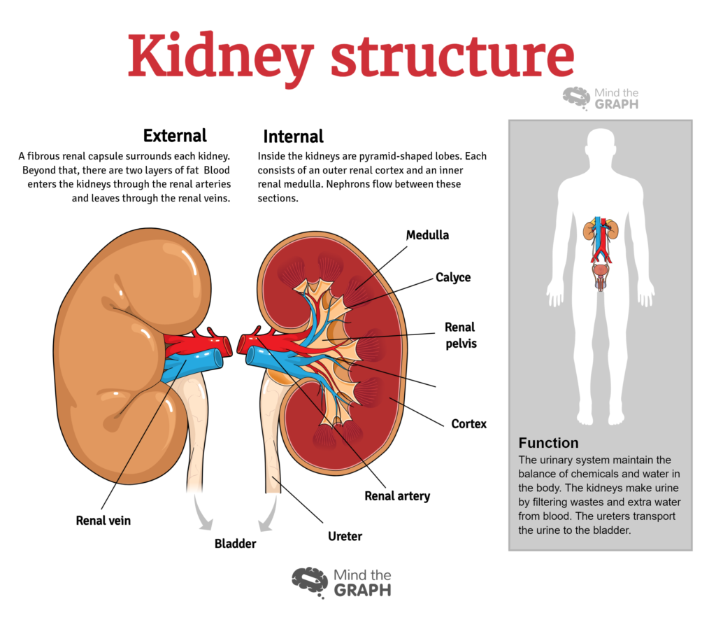 Urinary System Diseases Infographics To Understand By Mind The Graph The Science Educator Medium