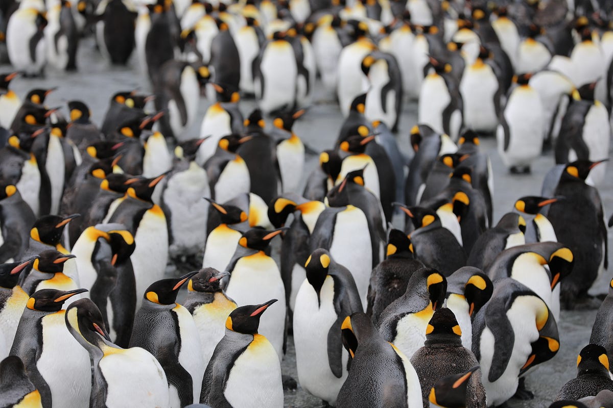 The Warmth of Penguin Huddles | Science plus plus