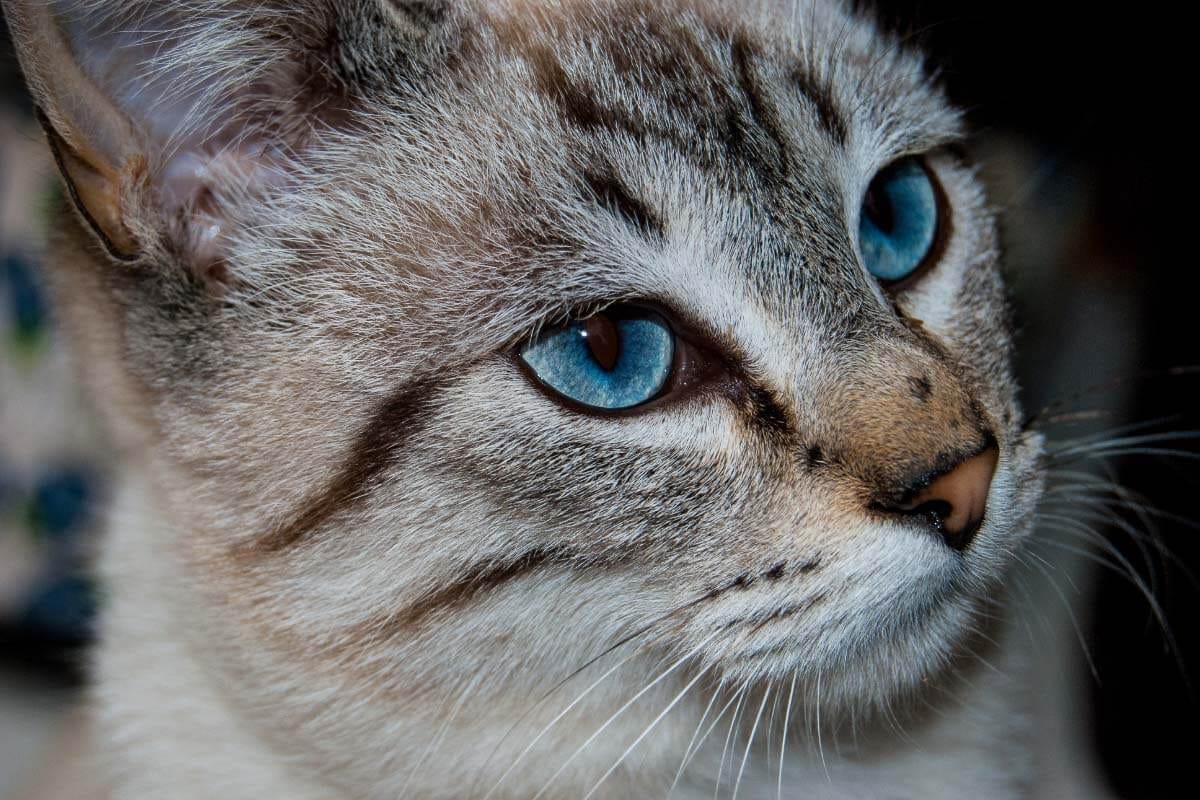 11 Blue Eyed Cat Breeds You Won T Be Able To Resist I The Discerning Cat By Thediscerningcat Jan 2021 Medium