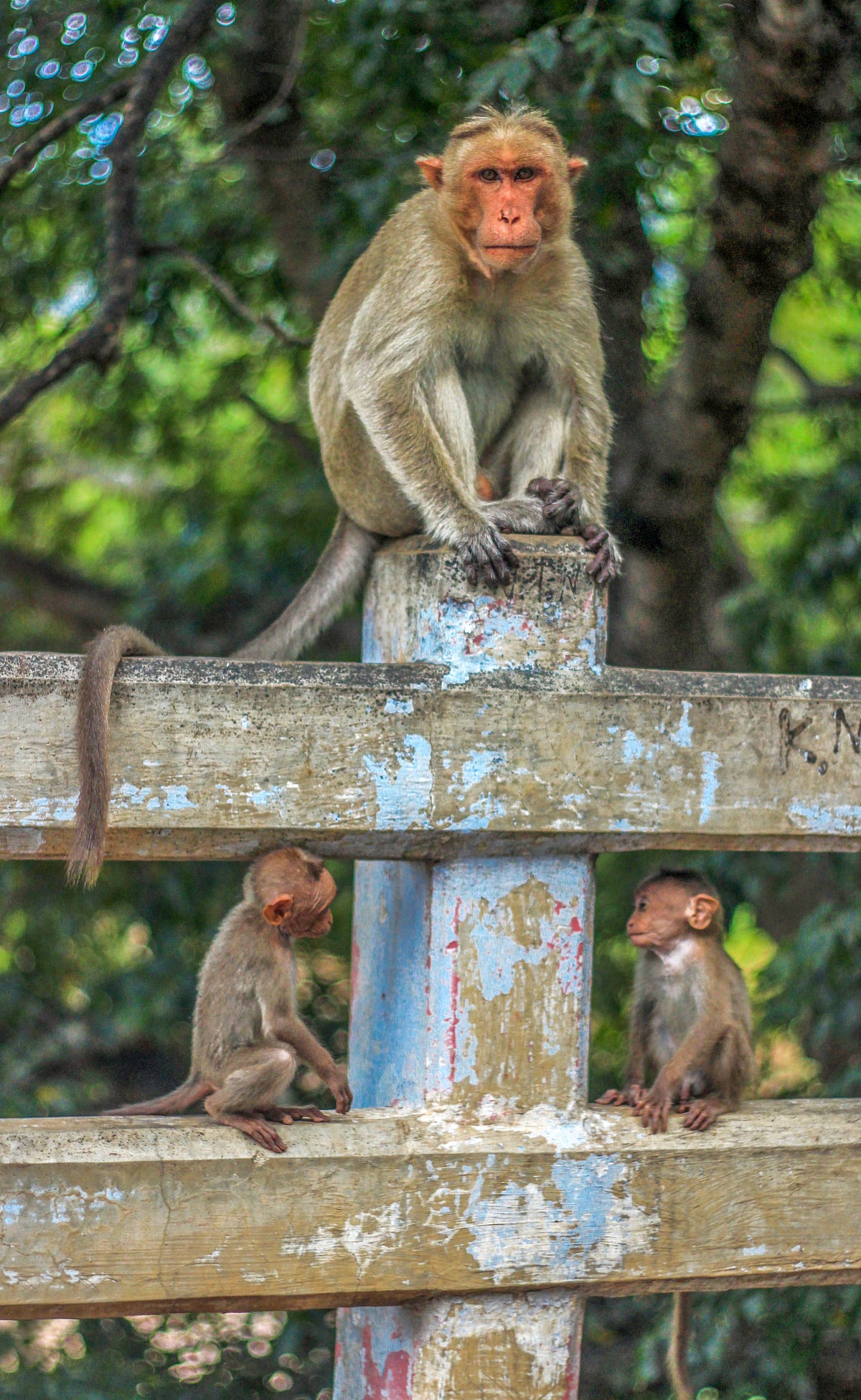 Monkey in Mind- Chapter 20. Gates of Thought and Memories | by Warren